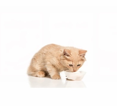Manfaat Susu Bear Brand Untuk Kucing Sakit