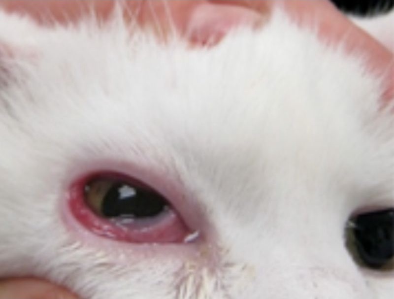 Mata Kucing Merah dan Berair