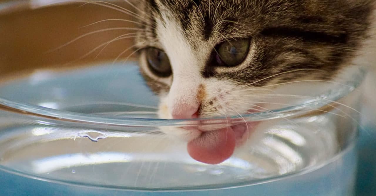 Minum Air Putih, Cara Mengobati Kucing Demam Secara Alami