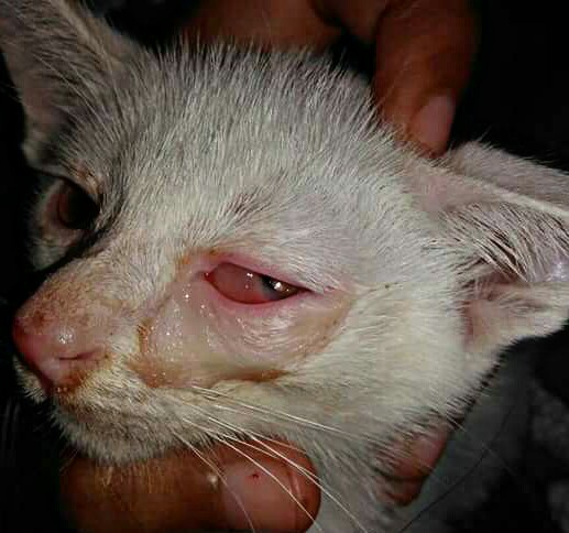 Penyakit Mata Pada Kucing