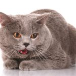 Penyebab Kucing Batuk dan Cara Mengobatinya