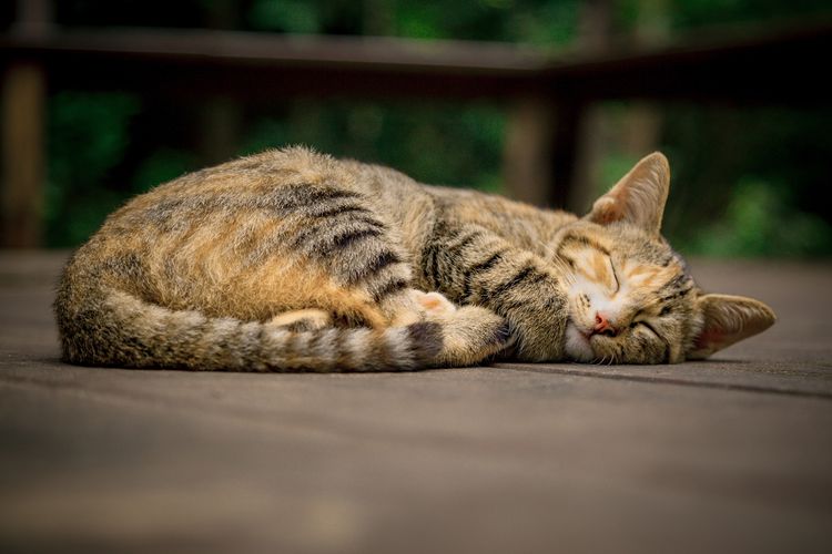 Penyebab Kucing Demam, Cara Mengatasi Kucing Demam