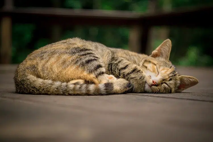 Penyebab Kucing Demam, Cara Mengatasi Kucing Demam