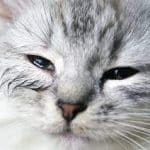 Penyebab Mata Kucing Berair dan Belekan Yang Harus Diketahui