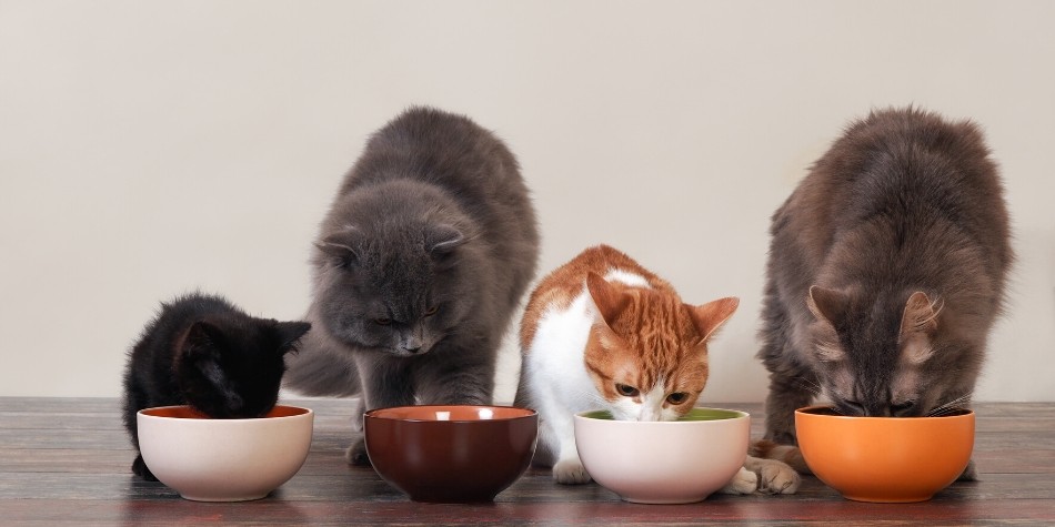 7 Cara Agar Kucing Mau Makan Dry Food