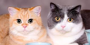 100 Nama Kucing Islam Betina Paling Bagus dan Mudah Diingat