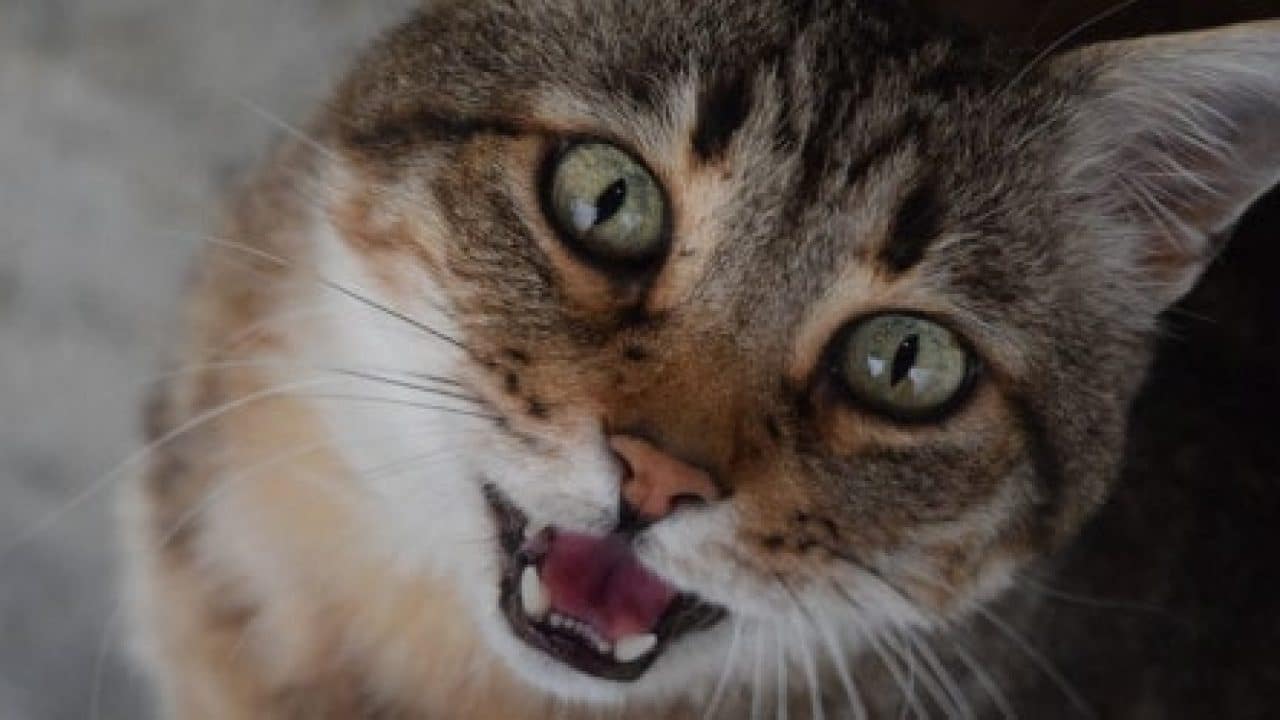 Cara Mengatasi Kucing Sesak Nafas