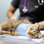 Manfaat Steril Kucing Jantan Yang Harus Diketahui