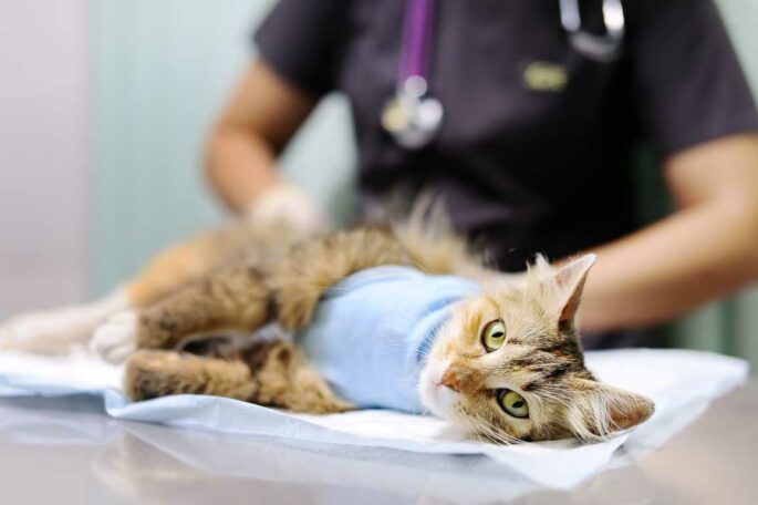 Manfaat Steril Kucing Jantan Yang Harus Diketahui