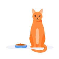 Memberi Makanan Basah Untuk Kucing, Cara Merawat Kucing Setelah di Steril Dengan Baik