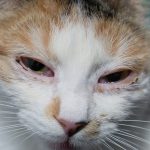 Obat Sakit Mata Kucing Tradisional dan Cara Mengatasinya