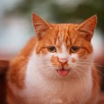 Penyebab Kucing Sesak Nafas dan Cara Mengatasinya