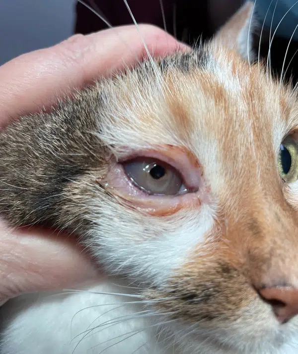 Sakit Mata Kucing, Obat Sakit Mata Kucing Tradisional dan Cara Mengatasinya