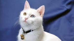 Talia, Nama Nama Kucing Betina Islam dan Artinya