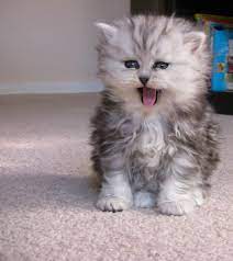 100 Nama Kucing Lucu Ngakak Paling Unik