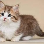 100 Nama Kucing Warna Abu-abu Betina dan Jantan