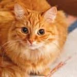 Nama Kucing Berdasarkan warna orange