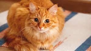 Nama Kucing Berdasarkan warna orange