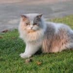 350 Nama Kucing Betina Berdasarkan Warna Paling Unik