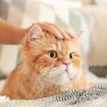 5 Cara Mengobati Kucing Kaki Pincang Paling Ampuh Dengan Bahan Alami