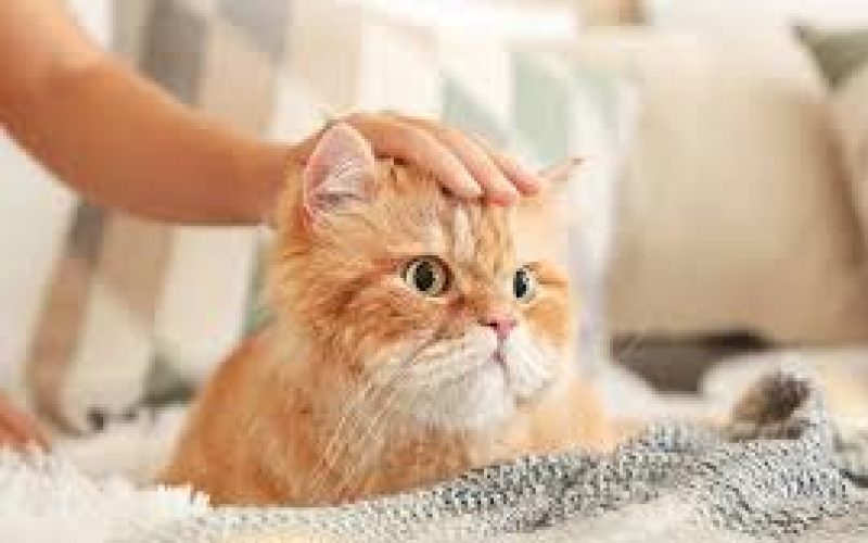 Cara Mengobati Kucing Yang Pincang – iFaWorldCup.com