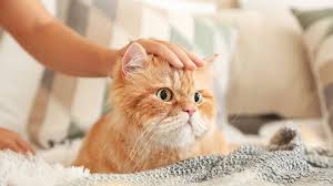 5 Cara Mengobati Kucing Kaki Pincang Paling Ampuh Dengan Bahan Alami