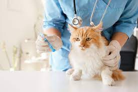 5 Obat Alami Untuk Kucing Cacingan Yang Manjur