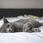 6 Cara Mengobati Kucing Yang Demam dan flu