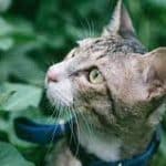 6 Obat Herbal Untuk Kucing Mencret Paling Ampuh