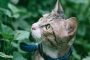 6 Obat Herbal Untuk Kucing Mencret Paling Ampuh