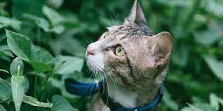 6 Obat Herbal Untuk Kucing Mencret Paling Ampuh