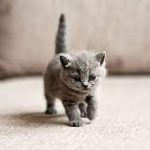 80 Nama Kucing Jawa Betina dan Jantan Yang Unik