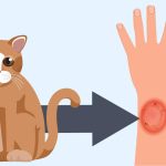 Cara Mengatasi Penyakit Jamur Kucing Pada Manusia Paling Ampuh