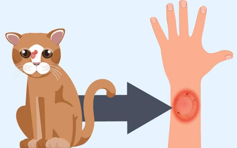 Cara Mengatasi Penyakit Jamur Kucing Pada Manusia Paling Ampuh