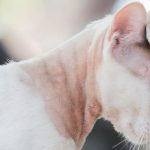 Cara Mengobati Benjolan di Perut Kucing Paling Ampuh 2022