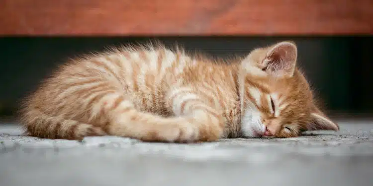 Penyebab kucing kaki pincang