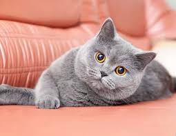Nama Kucing Warna Hitam Putih Jantan Aesthetic