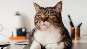 Kucing Jantan