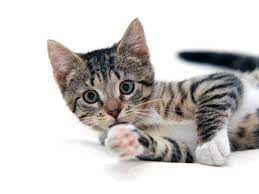 Nama Kucing Aesthetic Jantan Berawal Huruf C