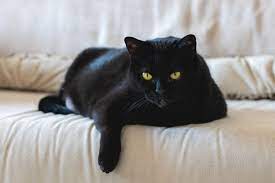 Nama Kucing Berdasarkan warna hitam