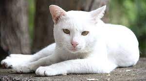 Nama Kucing Berdasarkan warna putih