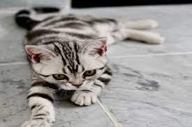 cara mengobati kucing cacingan dengan buah kelapa
