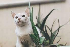 cara mengobati kucing cacingan dengan lidah buaya