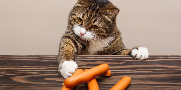 cara mengobati kucing cacingan dengan wortel