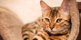 ciri-ciri kucing cacingan