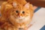 7 Fakta Kucing yang Akan Membuat Anda Terpesona