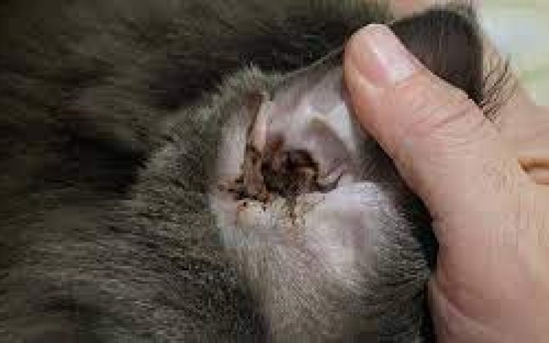4 Penyakit Kuping Kucing Yang Sering Terjadi Dialami