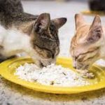6 Alasan Kucing Tidak Boleh Makan Nasi Yang Harus Diketahui