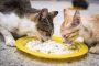 6 Alasan Kucing Tidak Boleh Makan Nasi Yang Harus Diketahui