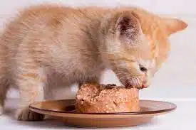 Apakah Aman Kucing Boleh Makan Roti